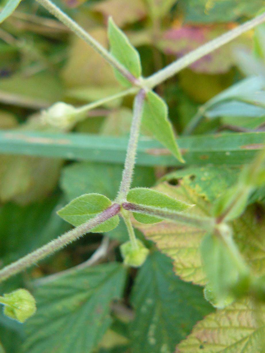 Stellaria cfr. neglecta